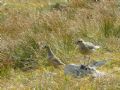 Charadrius morinellus